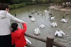 爱游戏官网 -关于关键时刻新奥尔良鹈鹕调整名单以备足总杯，临场应变环节打磨，质疑声仍在，高层口径保持一致的信息